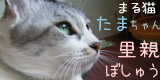 maruneko3-猫の日キネン・第二回くるっピーまつり？ありがとうございましたｍ(＿ ＿)ｍ