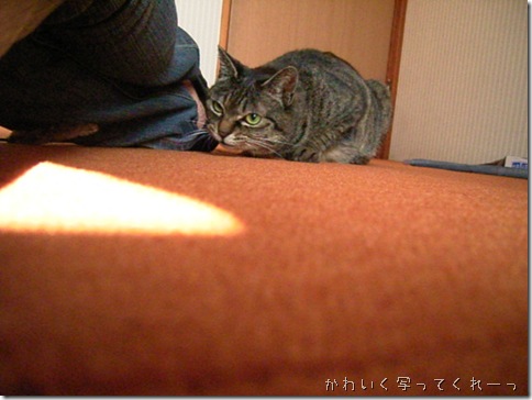 JCRȂ̂Ɂ[