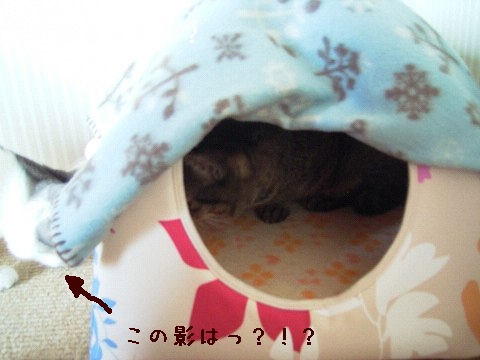 アヤシイ白い影