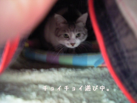外からおもちゃでじゃらしています